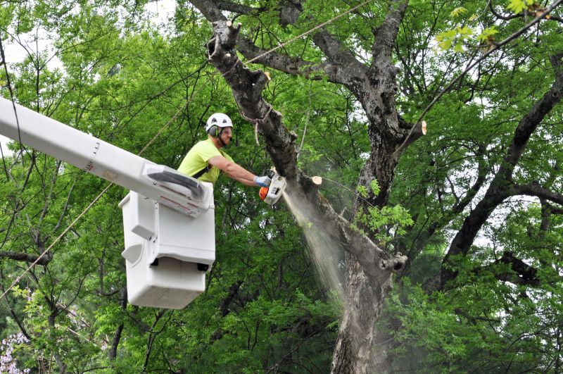 Large Tree Section Being Lifted