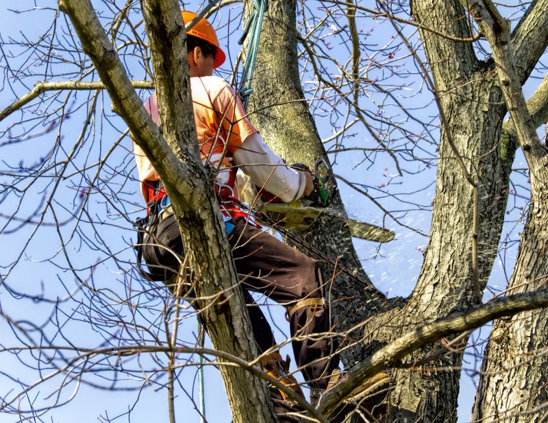 Products For Tree Removals in use