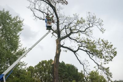Contact About Tree Removal