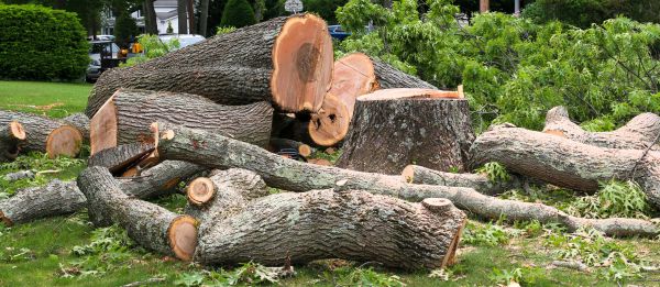 Large Tree Removal in Conroe