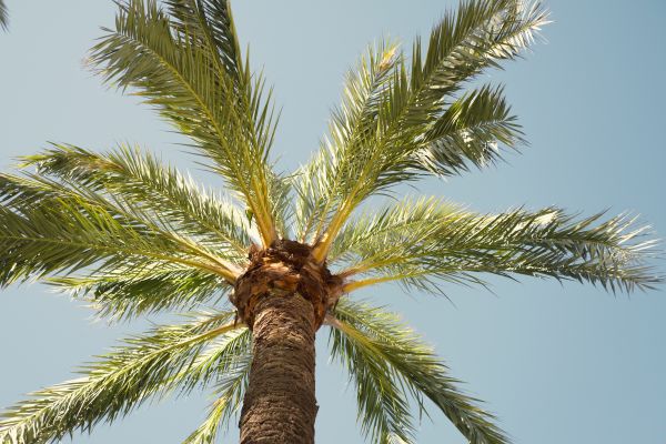 Palm Tree Removal in Conroe