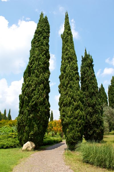 Cypress Tree Removal in Conroe