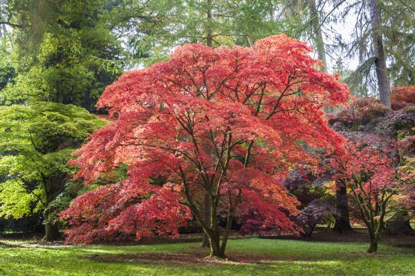 Maple Tree Removal in Conroe