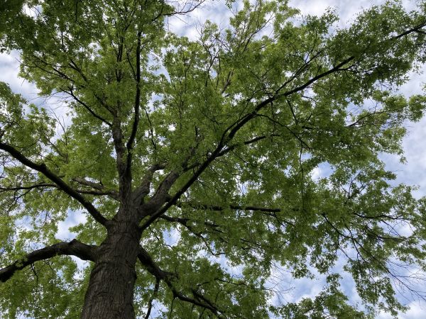 Oak Tree Removal in Conroe