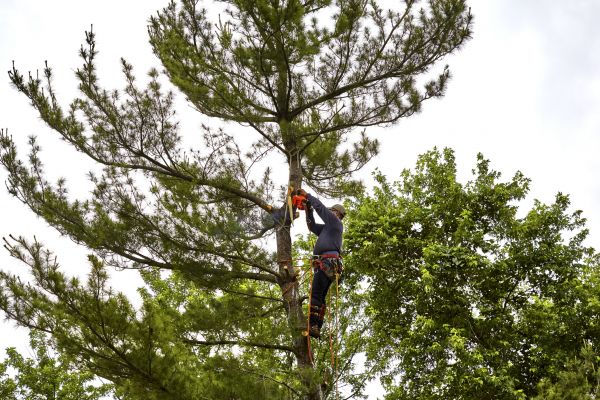 Pine Tree Removal in Conroe