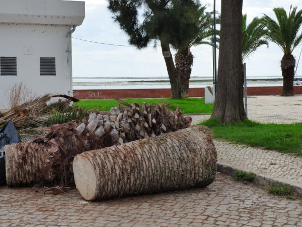 Palm Trees Removal in Conroe