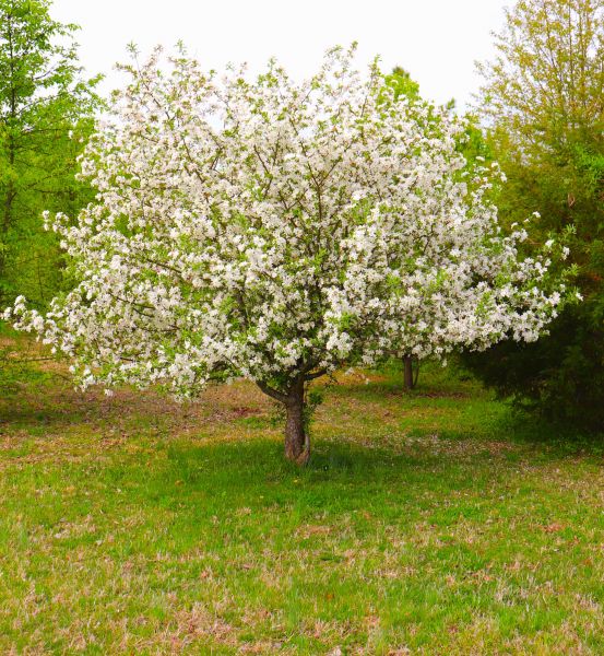 Dogwood Tree Removal in Conroe