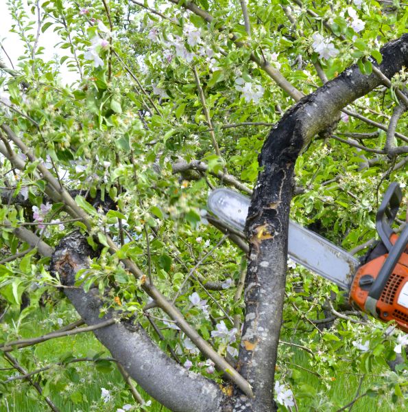Apple Tree Removal in Conroe