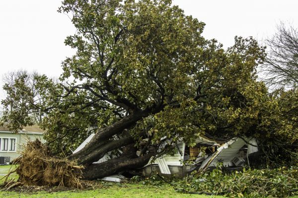Fallen Tree Removal in Conroe