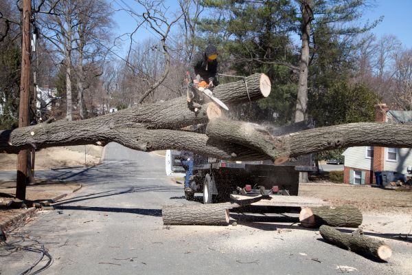 Residential Tree Removal in Conroe