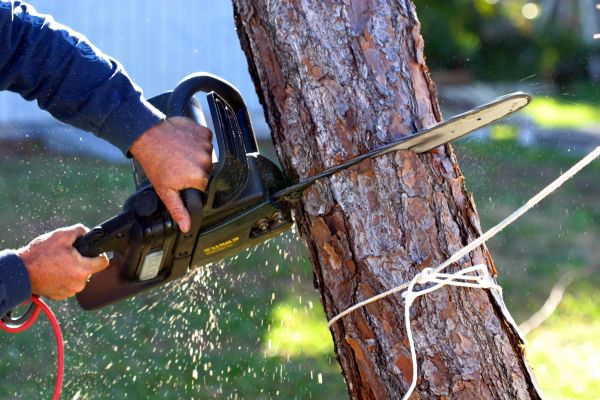 Dead Tree Removal in Conroe